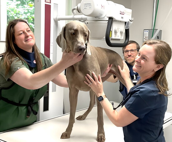 Duke, the Weimaran, gets an x-ray with [L-R] Lauren Hetland, Jim Loftus and Dr. Wynkoop Dipaulo