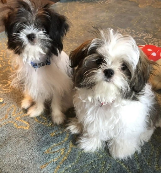 4th Runner-Up Max & Charlie 