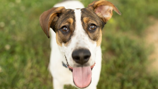 Bogey, Pet Cover Winner. Photo by Casey Pierce
