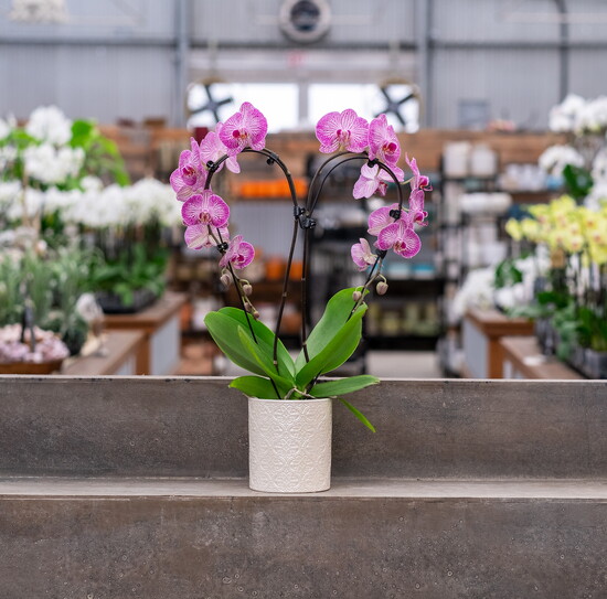 6) Westerlay Orchid Heart ($32) | westerlay.com