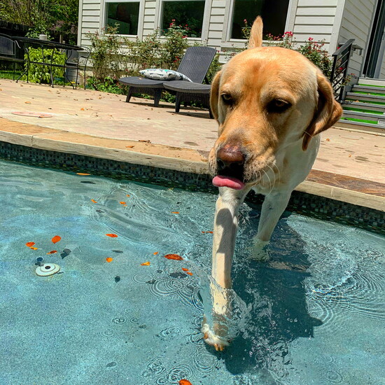 Beating the summer heat.