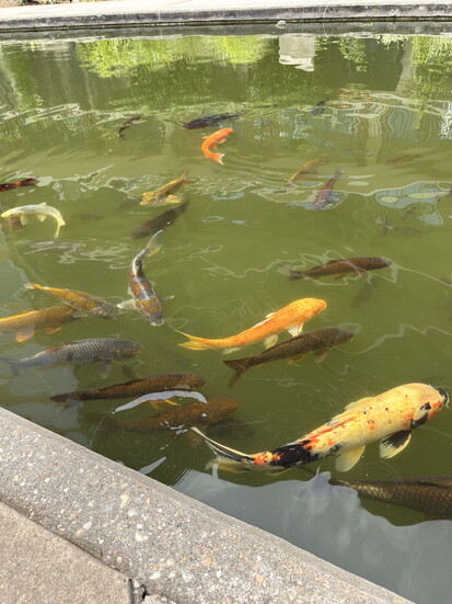 The Koi Pond next to The Waterway is a great secret escape.