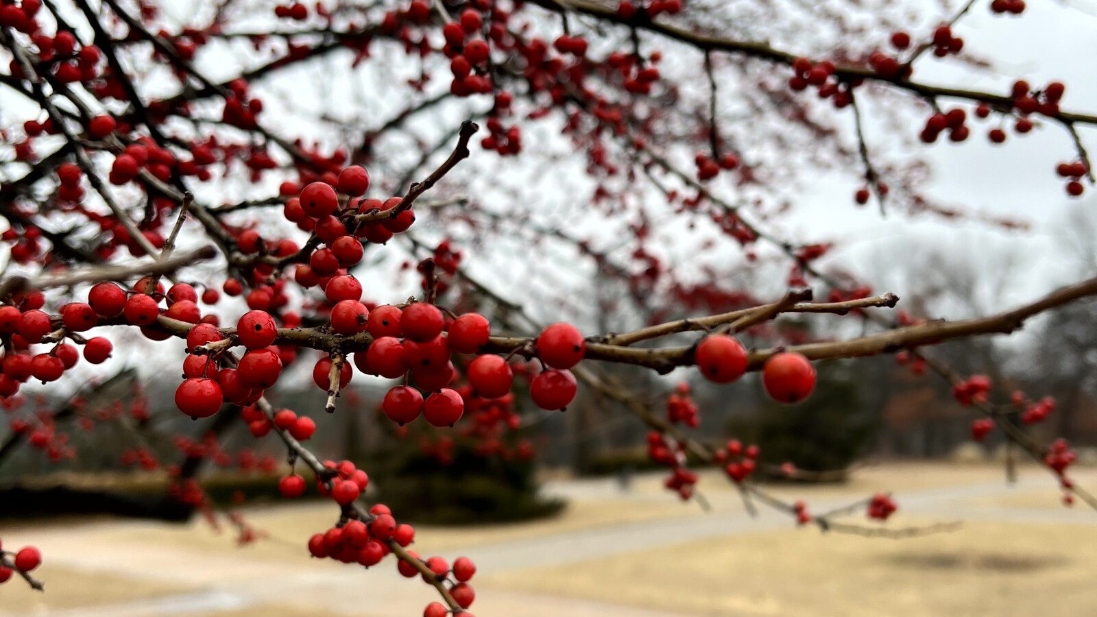 Native Plants for Oklahoma Gardens