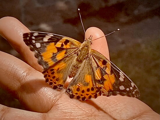 Image courtesy of Potomac Village Garden Club