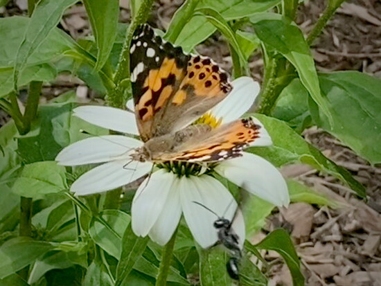 Image courtesy of Potomac Village Garden Club