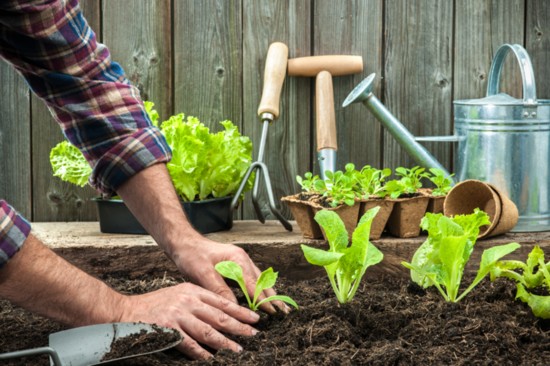 Growing some of your own food can save money and burn calories, too.