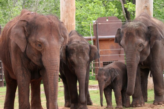 The elephants are a popular part of the OKC Zoo experience.