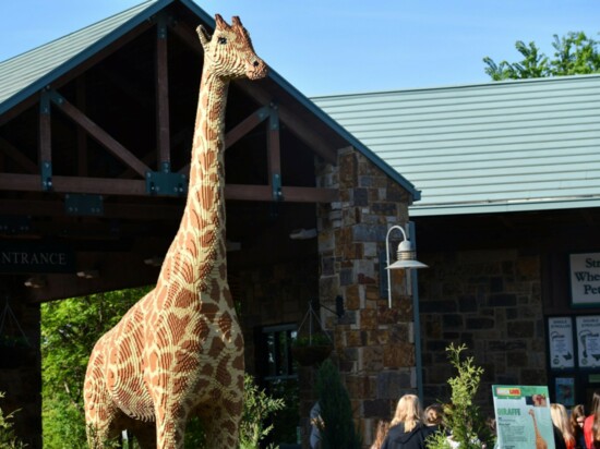 One of the "BRICKLIVE" giraffe creations at the Oklahoma City Zoo