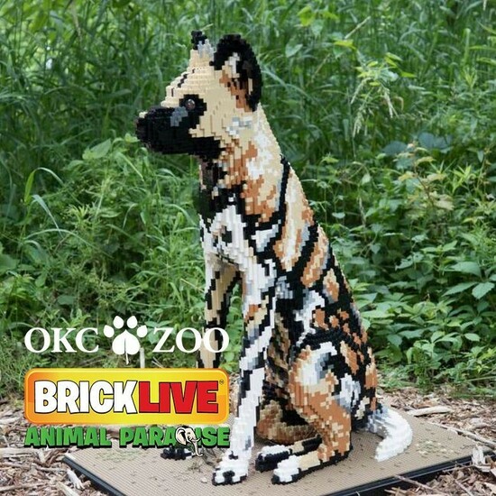 BRICKLIVE is underway at the Oklahoma City Zoo.