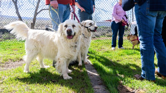Winston and Fiona at the Fruita Bark Park Opening 