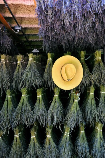 Peach Valley Lavender Farm