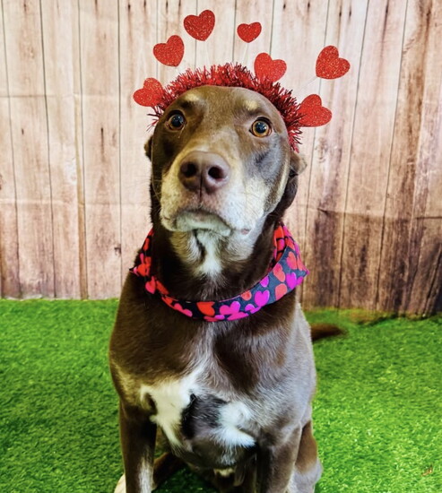 Valentine's Day is one of several holidays and special events celebrated at New Inn Kennels
