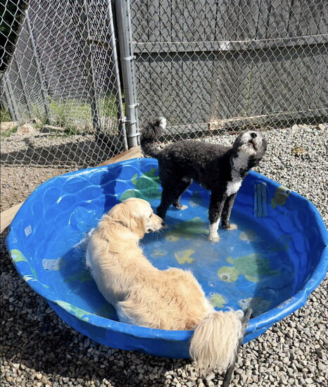 Pool parties are a popular past time in summers. 