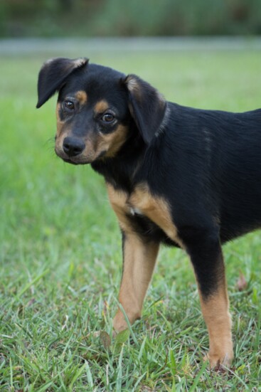 Jean, a foster with Two by Two, is looking for his forever home