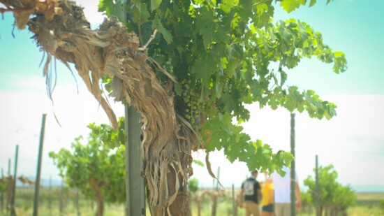 Engle Vineyard