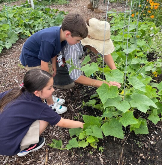 Taking care of the garden.