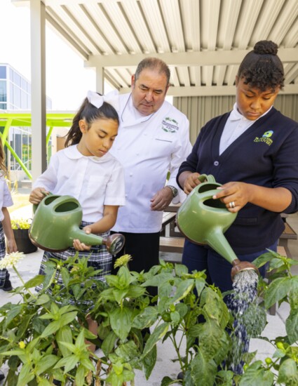 Watering the herb garden.