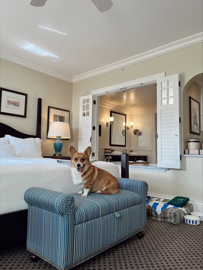 Pets are Welcome at The Ocean House