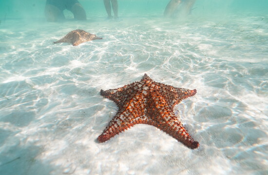 One of what seemed that thousands of colorful Starfish.