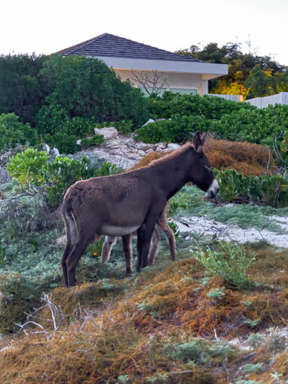 Generations of wild donkeys are the entitled residents of South Caicos.