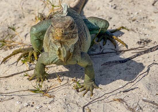 A resident of Iguana Island, hungry for some attention.