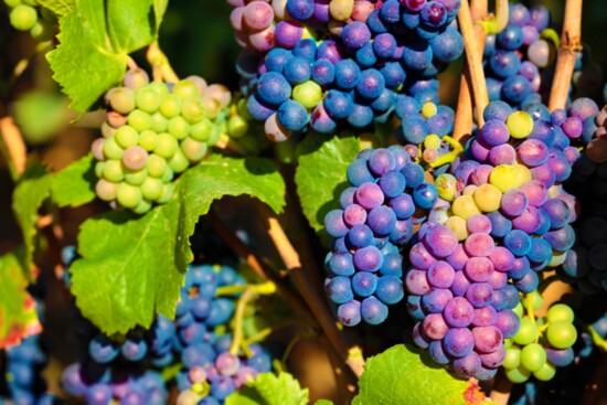 Red pinot noir grapes hanging from their vine Burgundy vineyard in France