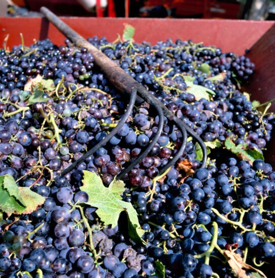 Grape harvest in France