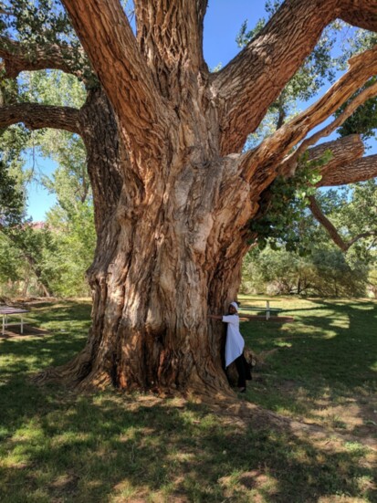 Friendship is a sheltering tree