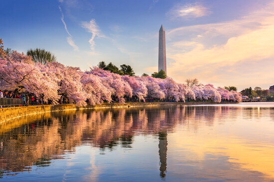 Washington DC in bloom