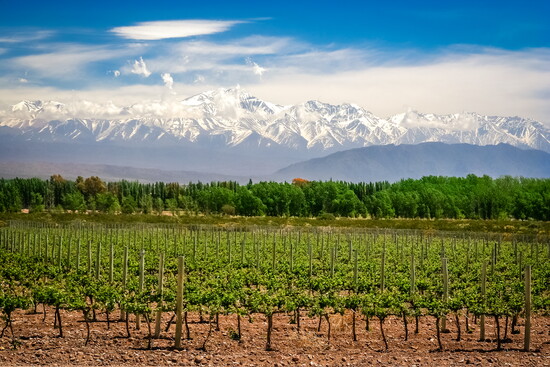 The Mendoza wine region
