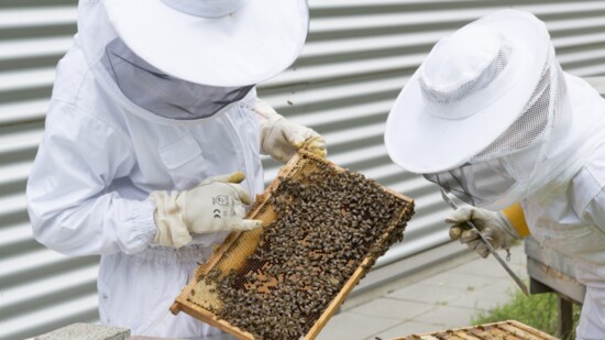 Montgomery County is the place to "bee" for hives, honey extraction, and "how to's" at the MoCo Beekeepers organization.