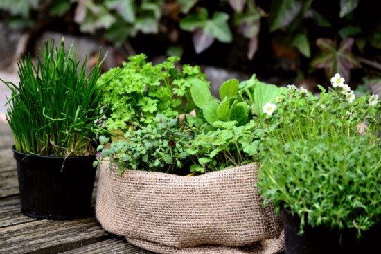 Learn to grow aromatic ingredients that add zest to your garden and your home-cooked dishes.  