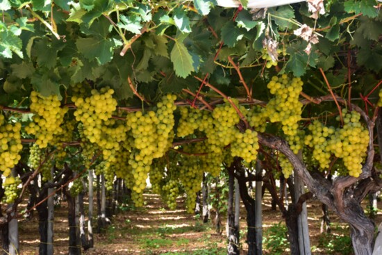 The vineyards in Puglia, almost ready for harvest