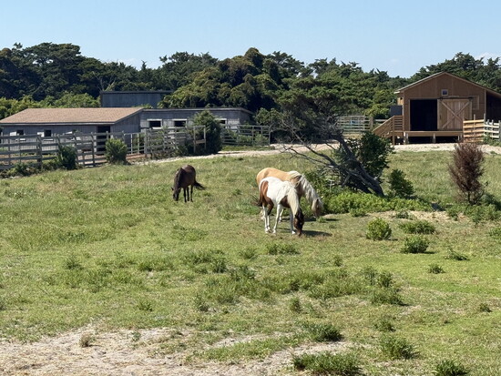 Not Stone Ponys but the real ponies of Ocracoke