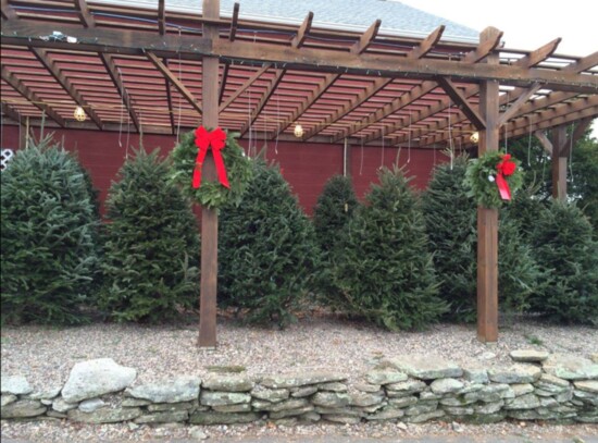 Christmas trees at Belltown Hill Orchards