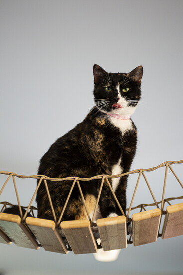 Don’t Stress Meowt works with local feline rescues to help kitties find their furever families through their Cat Café.