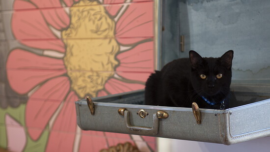 Kitties are king at Don’t Stress Meowt, where adoptable cats are always ready to move to their furever homes.