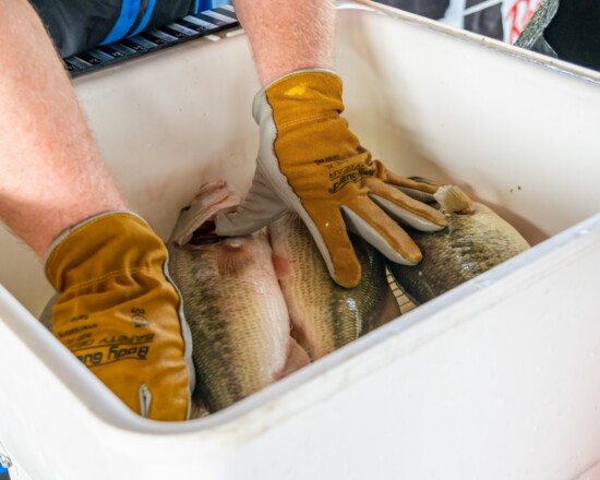 Fish are measured and weighed at each tournament.