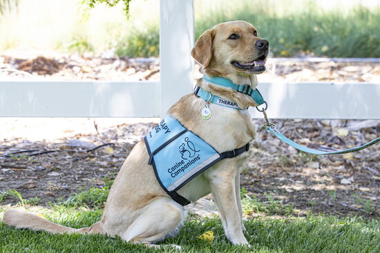 A closer look at Carolyn II's Canine Companions harness.