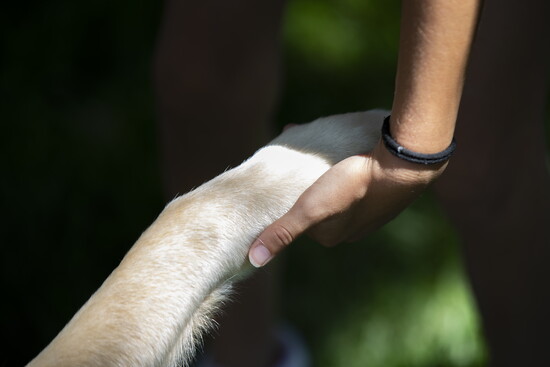 Carolyn II shaking her paw.
