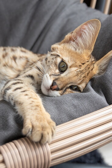 Savannah Cat 