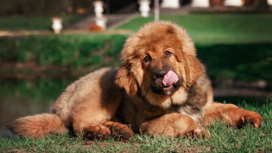 Tibetan Mastiff 