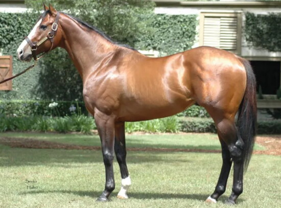 Green Monkey Thoroughbred 