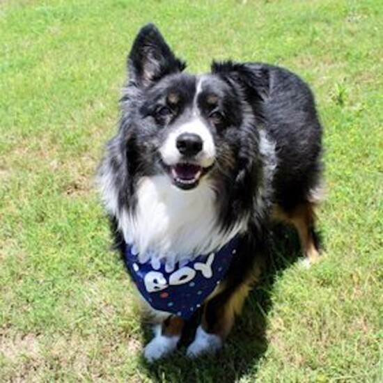 Koda