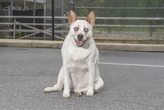 This is Wyatt. (He is blind.)