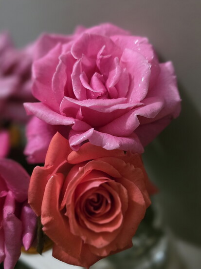 Stop and smell the roses