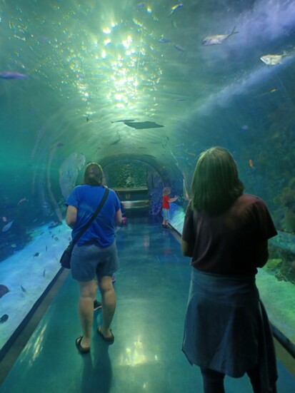 Lori Hanna in foreground and Liam Davies in far background walk through the Waters Tunnel at the Aquarium at the Boardwalk in Branson. (Photo by Lindsey Davies)