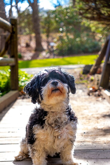 Bailey - owner is Ryan Lansing