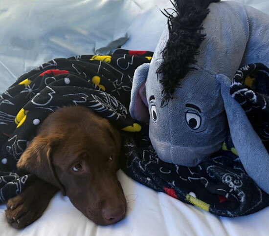 Charlie - owner is Don Pavlak