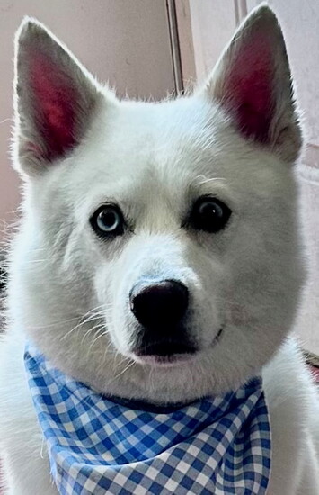 Leo - owner is Robin Elia